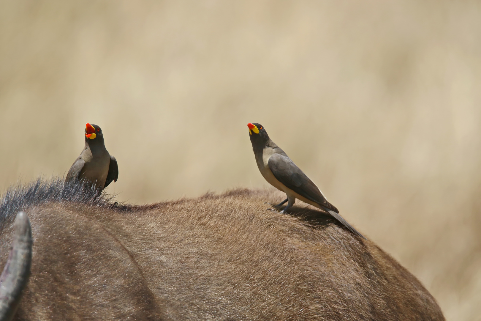 Gelbschnabel-Madenhacker,Buphagus africanus