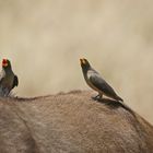 Gelbschnabel-Madenhacker,Buphagus africanus