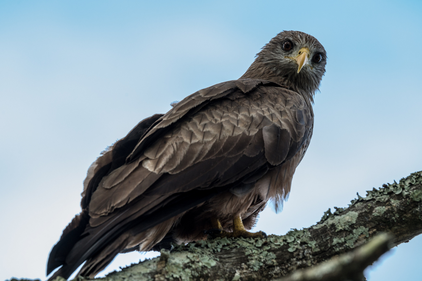 Gelbschnabel Milan (Yellow-billed Kite)