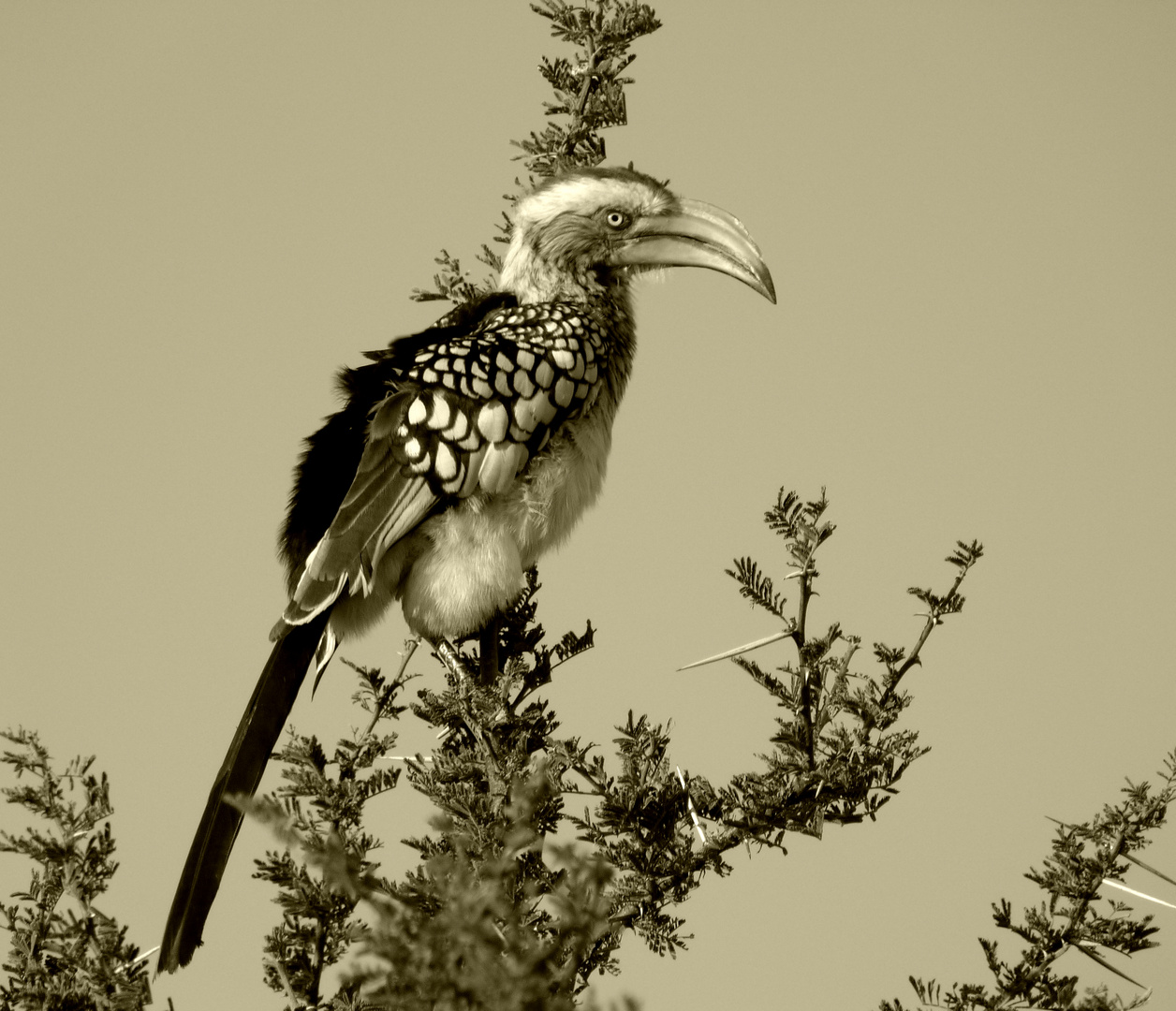 Gelbschnabel-toko in der Kalahari