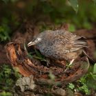 Gelbschnabeldrossling (Turdoides affinis)