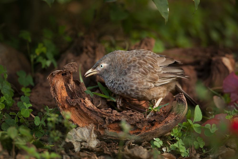 Gelbschnabeldrossling (Turdoides affinis)