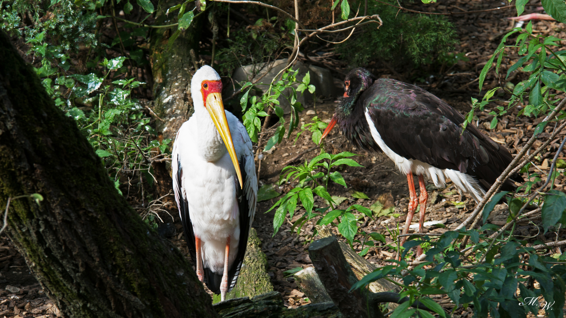 Gelbschnabelstorch