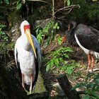 Gelbschnabelstorch