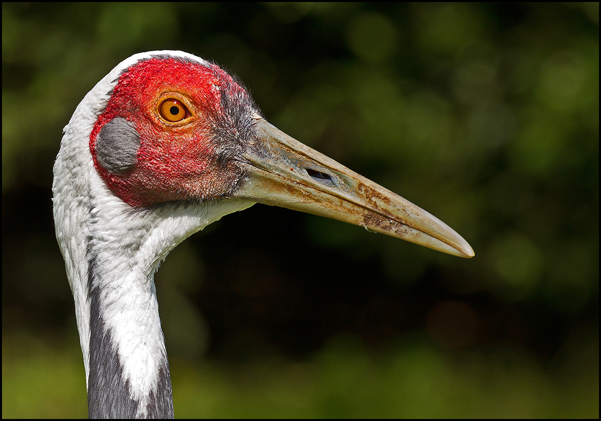 Gelbschnabelstorch