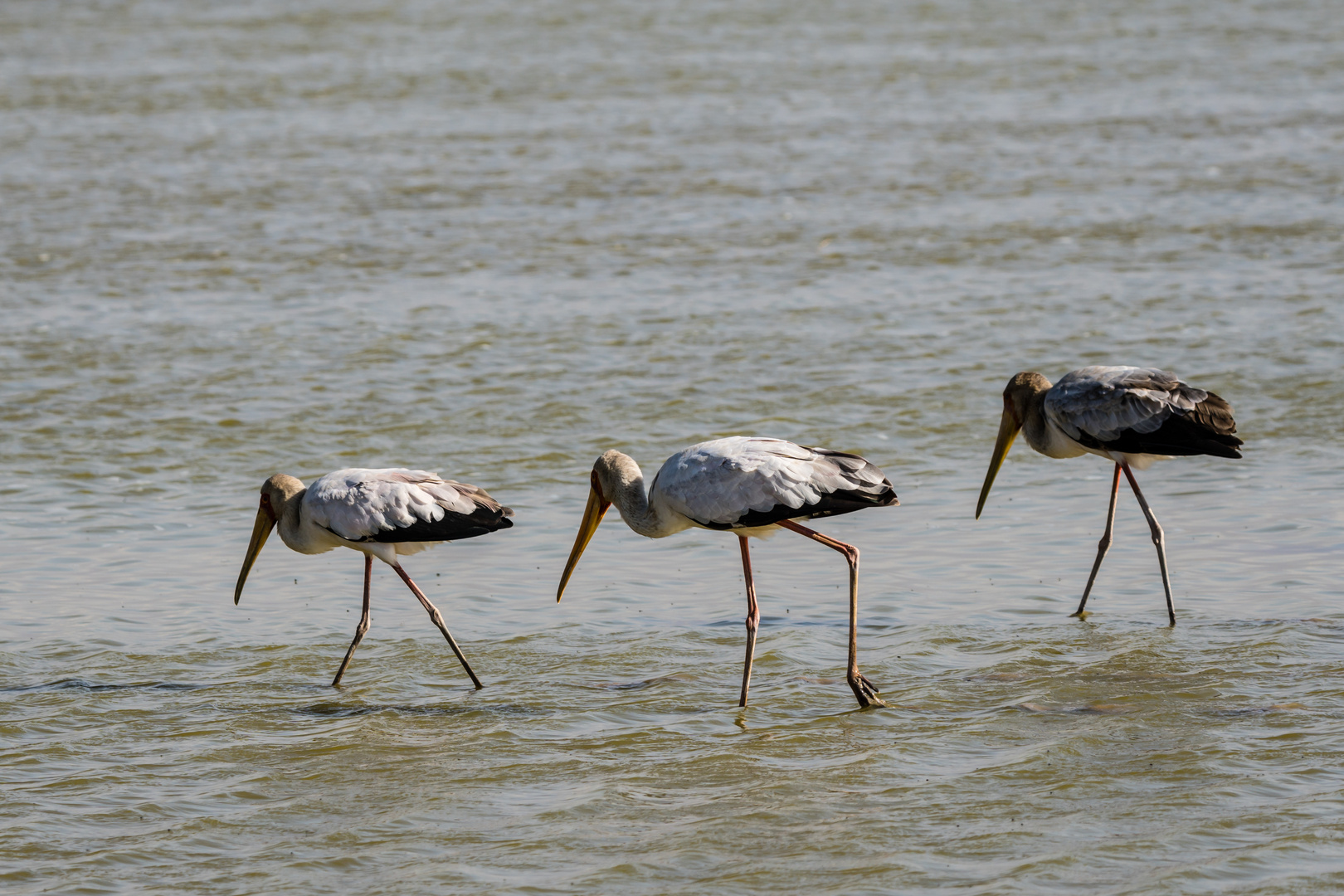 Gelbschnabelstorch, Nimmersatt (Yellow-billed stork; Mycteria ibis)