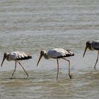 Gelbschnabelstorch, Nimmersatt (Yellow-billed stork; Mycteria ibis)