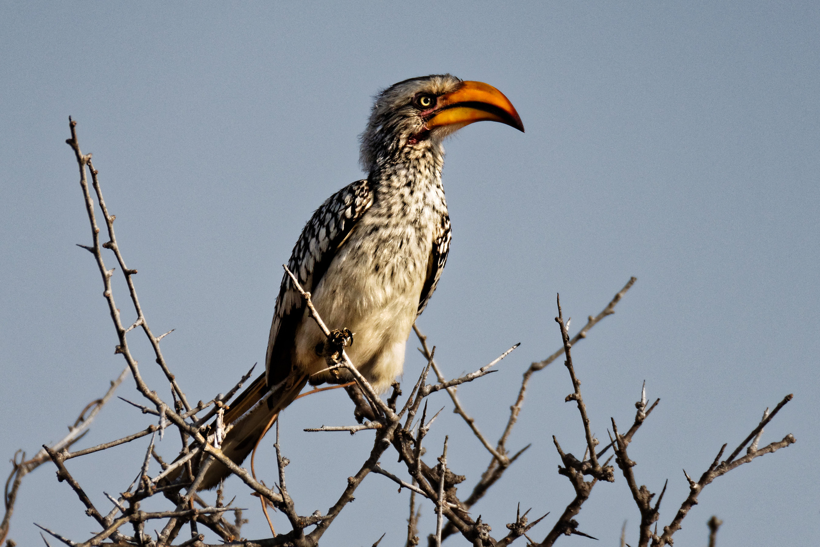 Gelbschnabeltoko Foto & Bild world, natur, namibia Bilder auf