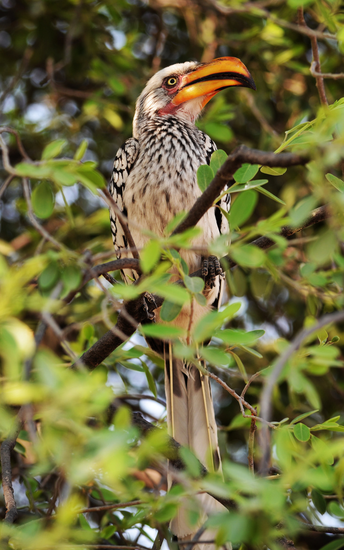 Gelbschnabeltoko Foto & Bild tiere, wildlife, wild lebende vögel
