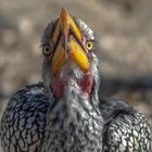 Gelbschnabeltoko---Etosha NP.