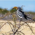 Gelbschnabeltoko im Etosha Nationalpark