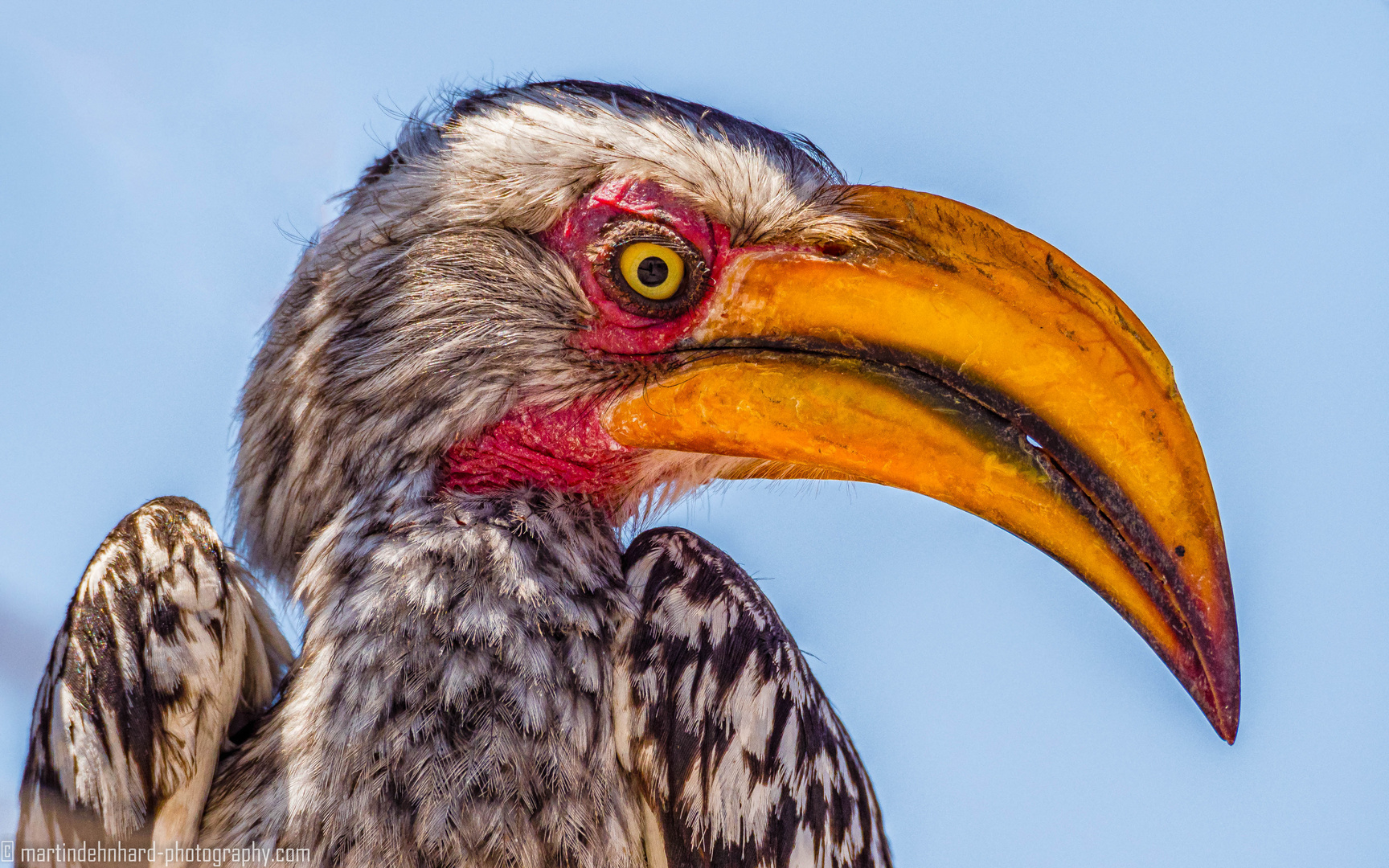 Gelbschnabeltoko (Nashornvogel) im Etosha Nationalpark