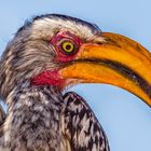 Gelbschnabeltoko (Nashornvogel) im Etosha Nationalpark