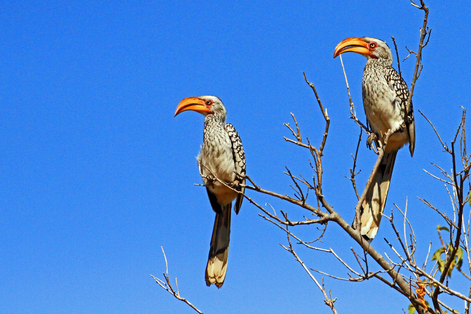 Gelbschnabeltoko, Nxai Pan Nationalpark, Botswana