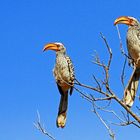 Gelbschnabeltoko, Nxai Pan Nationalpark, Botswana