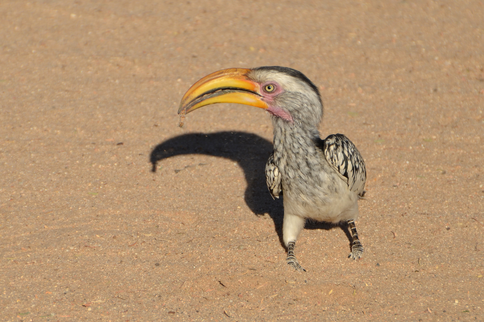 Gelbschnabeltoko (Tockus leucomelas) frisst Raupe