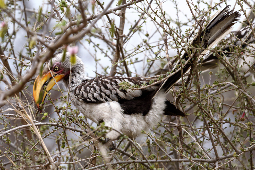 Gelbschnabeltoko - Yellow Billed Hornbill