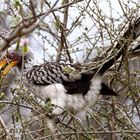 Gelbschnabeltoko - Yellow Billed Hornbill
