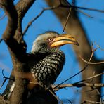 Gelbschnabeltoko - Yellowbilled Hornbill