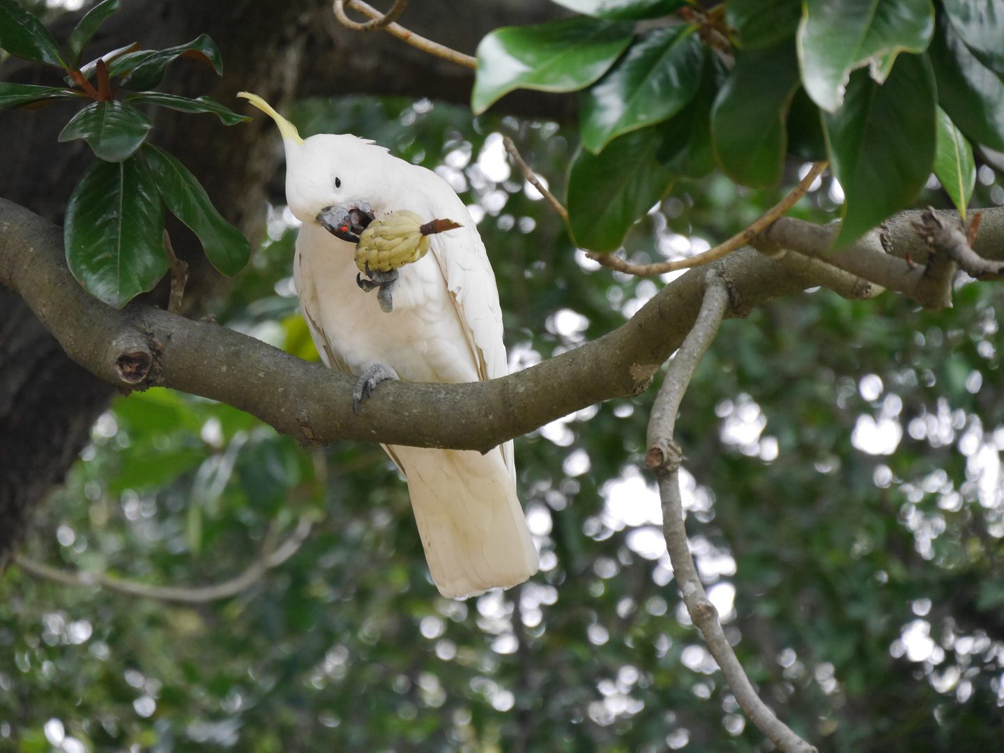 Gelbschopfkakadu - Cacatua sulphurea