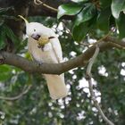 Gelbschopfkakadu - Cacatua sulphurea