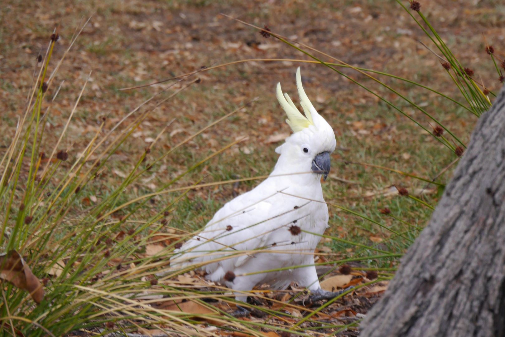 Gelbschopfkakadu  -  Cacatua sulphurea