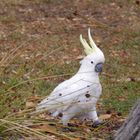 Gelbschopfkakadu  -  Cacatua sulphurea