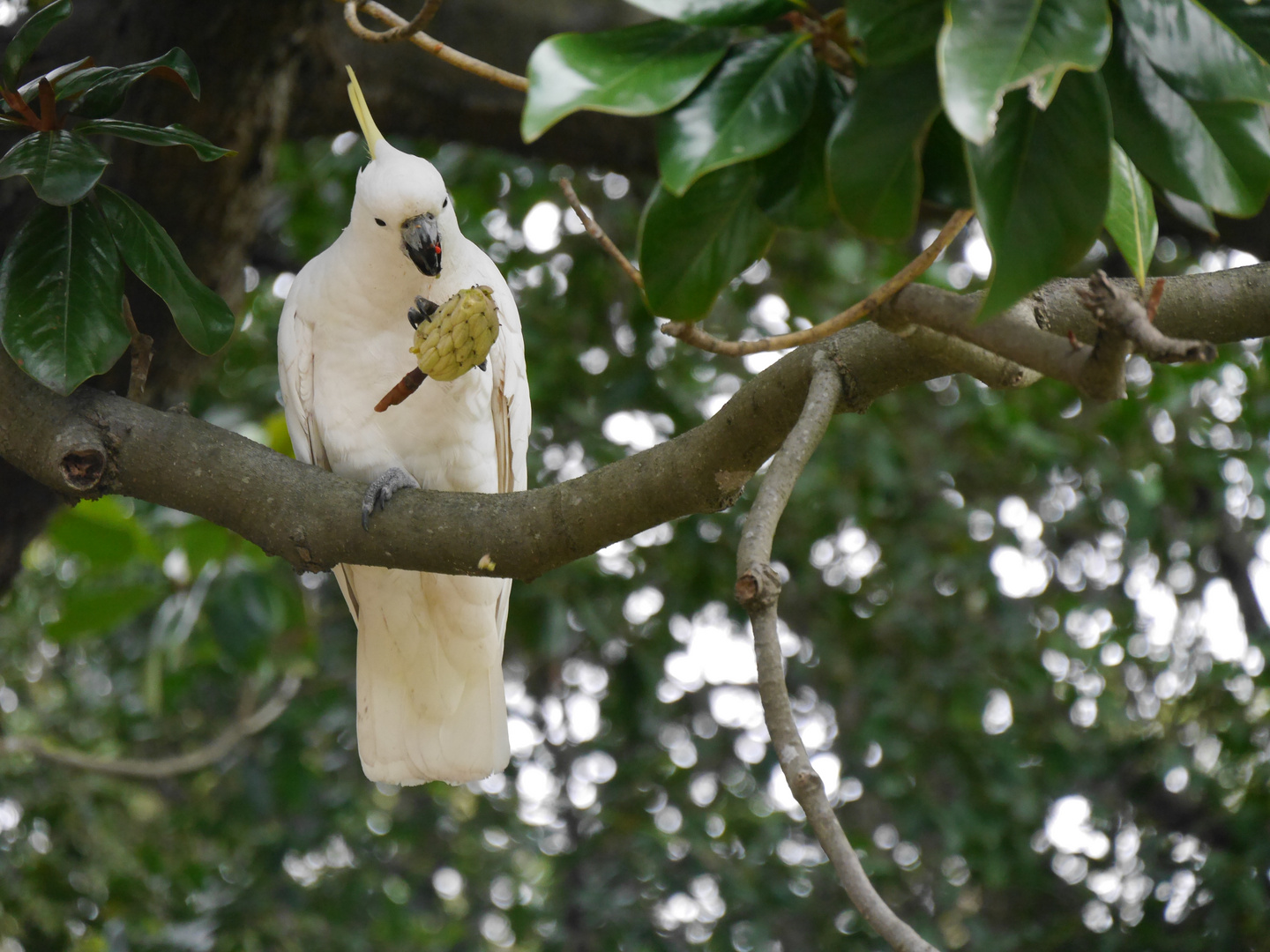 Gelbschopfkakadu  -  Cacatua sulphurea