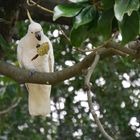 Gelbschopfkakadu  -  Cacatua sulphurea