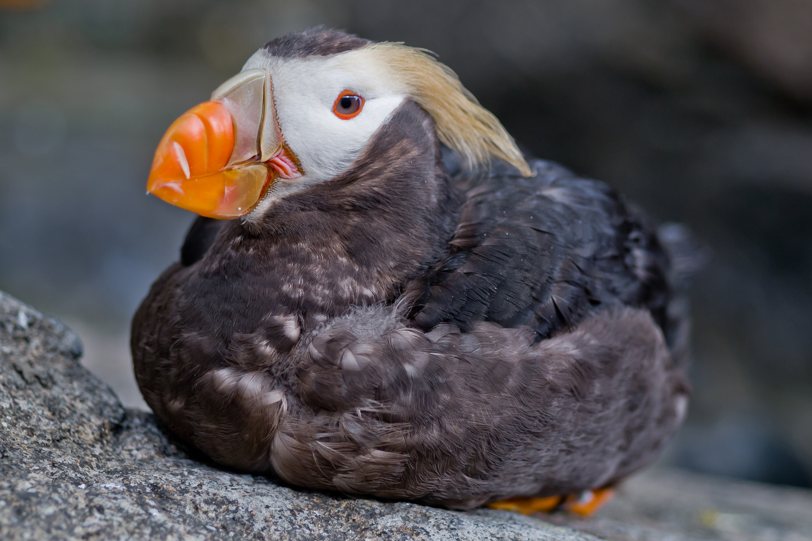 Gelbschopflund (Fratercula cirrhata)