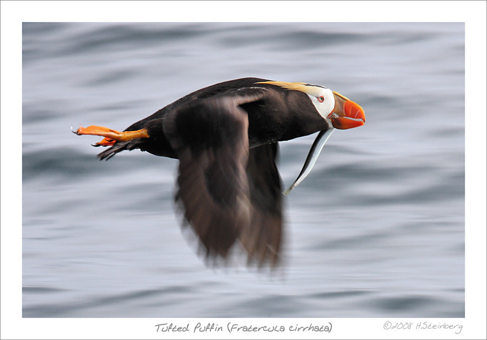 Gelbschopflund (Fratercula cirrhata)