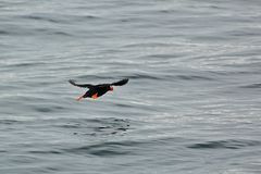 Gelbschopflund - Tufted Puffin (Fratercula cirrhata)