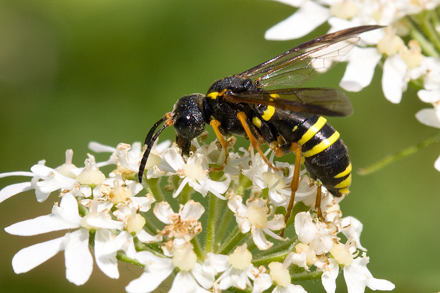 Gelbschwarze Blattwespe