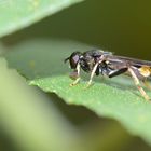 gelbschwarze Fliege