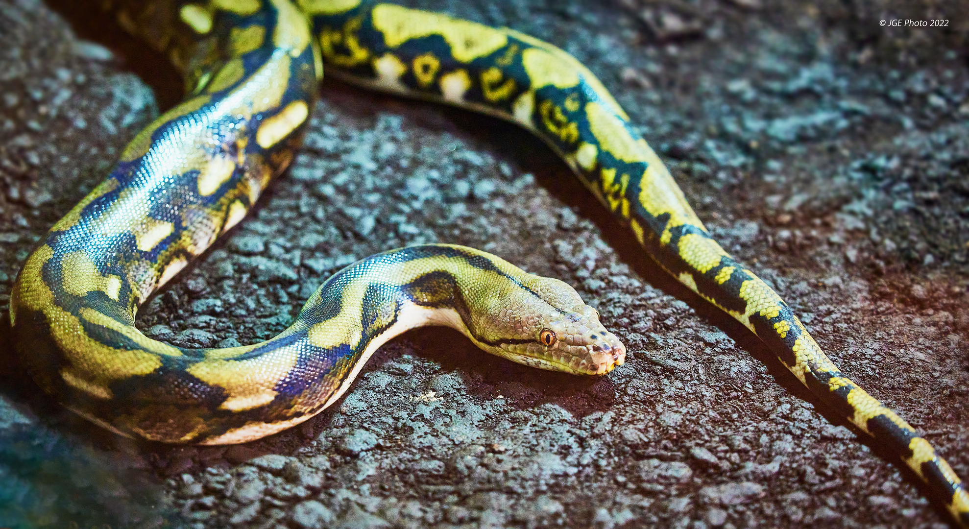 Gelbschwarze Pythonschlange Foto & Bild | tiere, zoo, wildpark ...