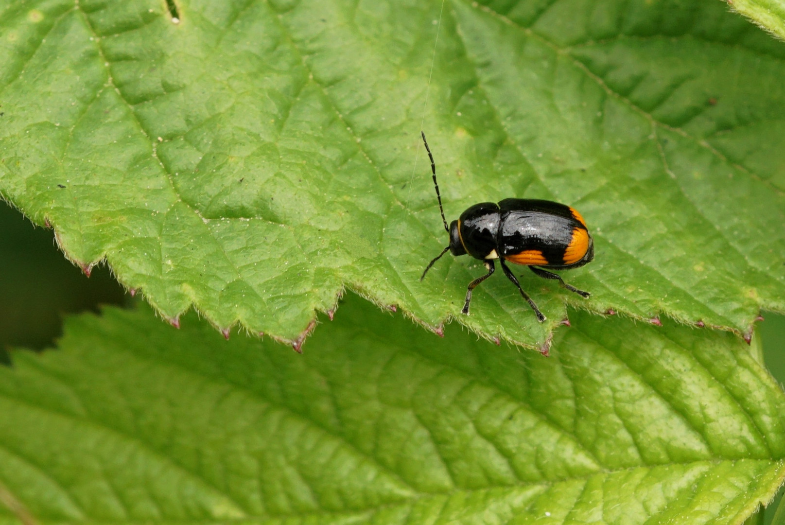 Gelbschwarzer Blattkäfer (Cryptocephalus moraei)