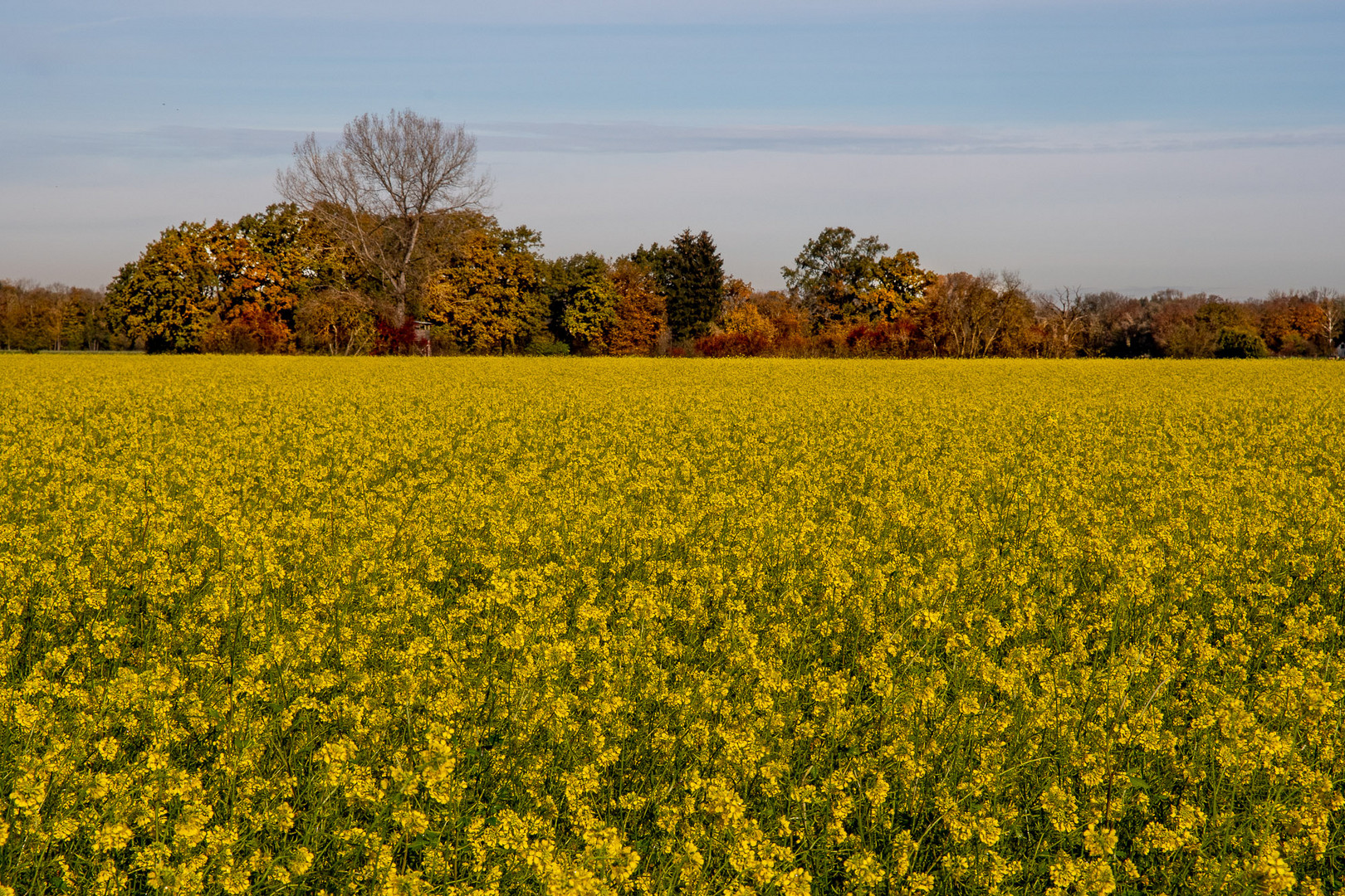 Gelbsenf im Herbst