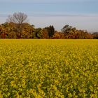 Gelbsenf im Herbst