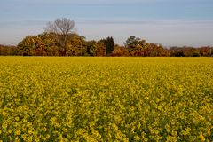 Gelbsenf im Herbst