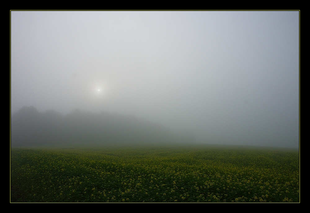 Gelbsenf im Nebel