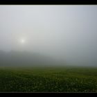 Gelbsenf im Nebel