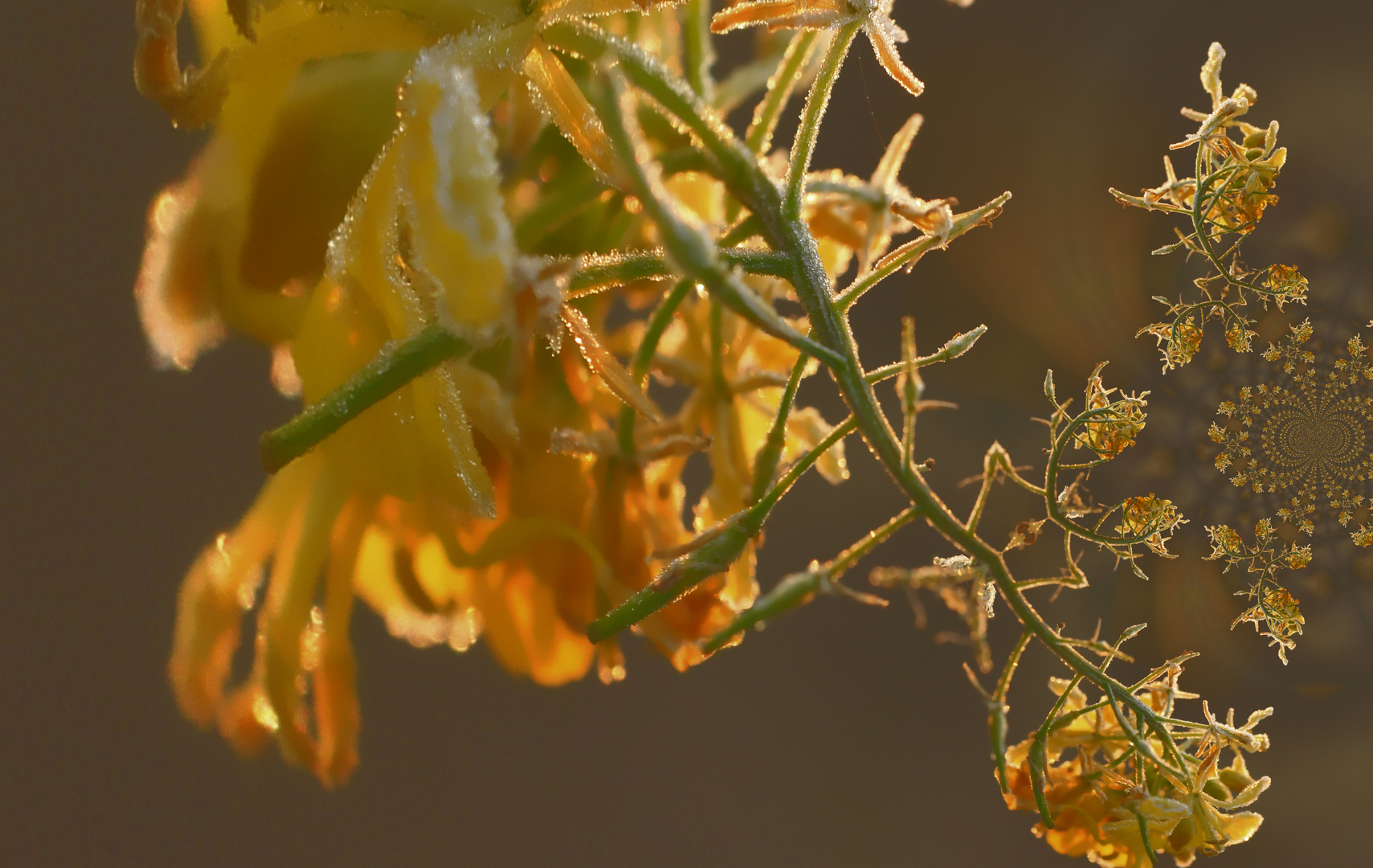 Gelbsenfblüte-fraktal