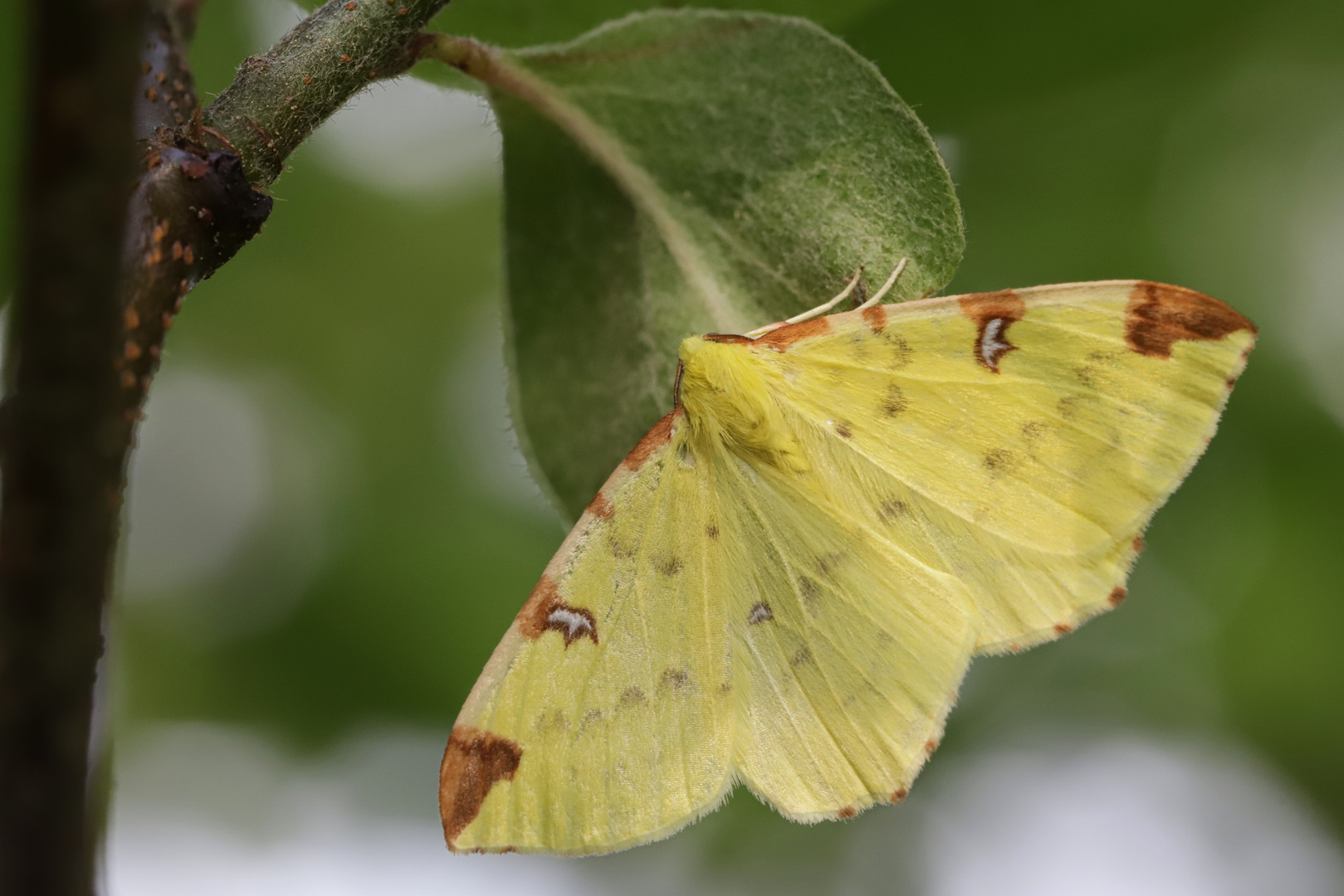 Gelbspanner (2018_06_16_EOS 6D Mark II_4420_ji)