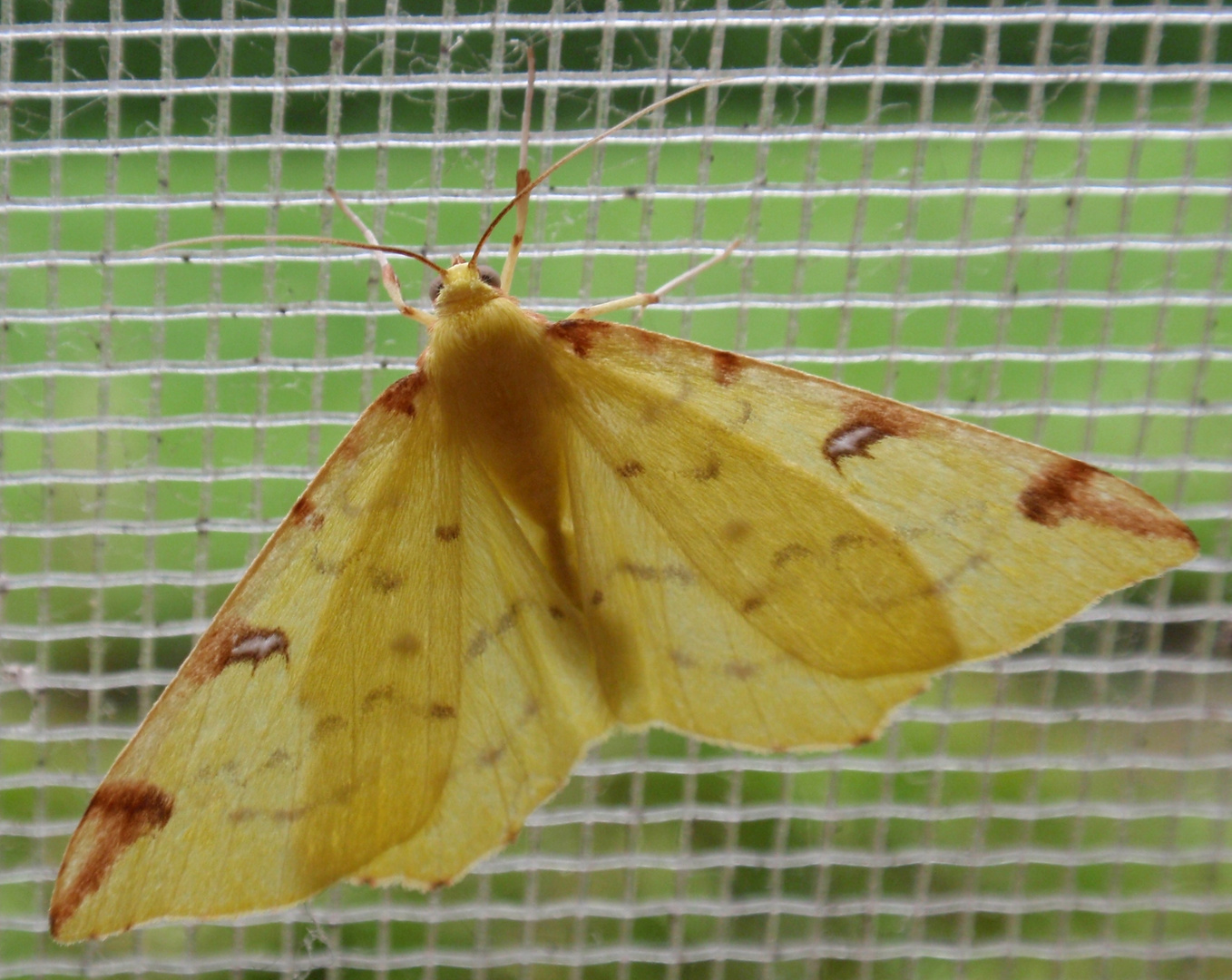 Gelbspanner oder Zitronenspanner (Opistograptis luteolata)