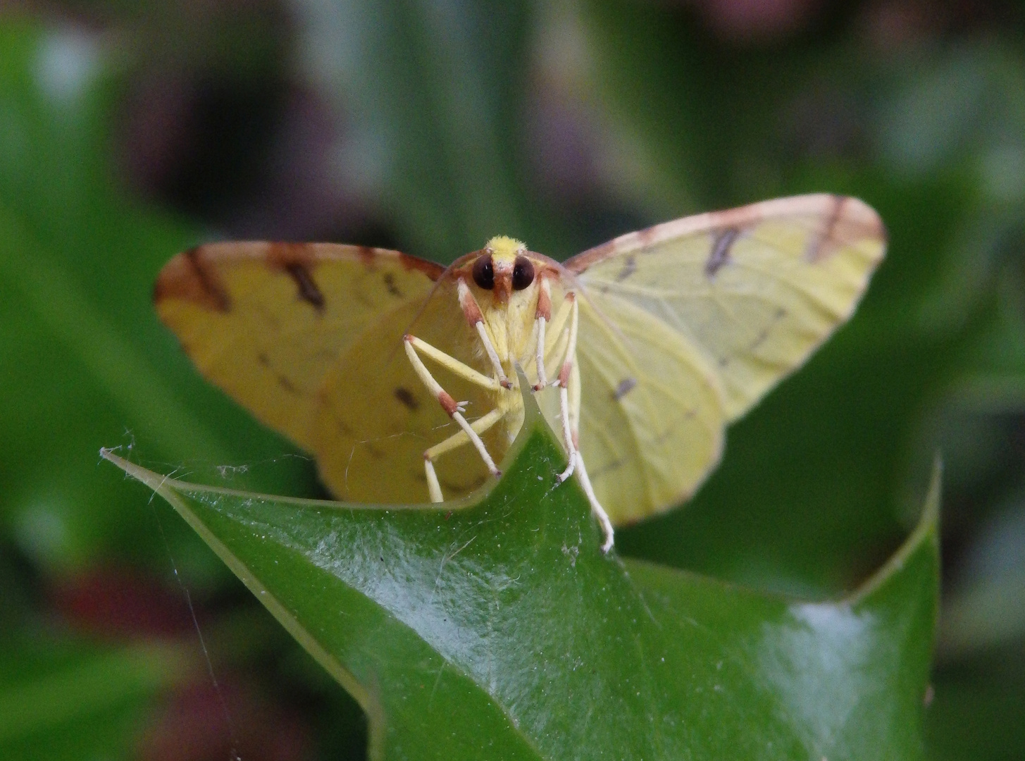 Gelbspanner (Opisthograptis luteolata)