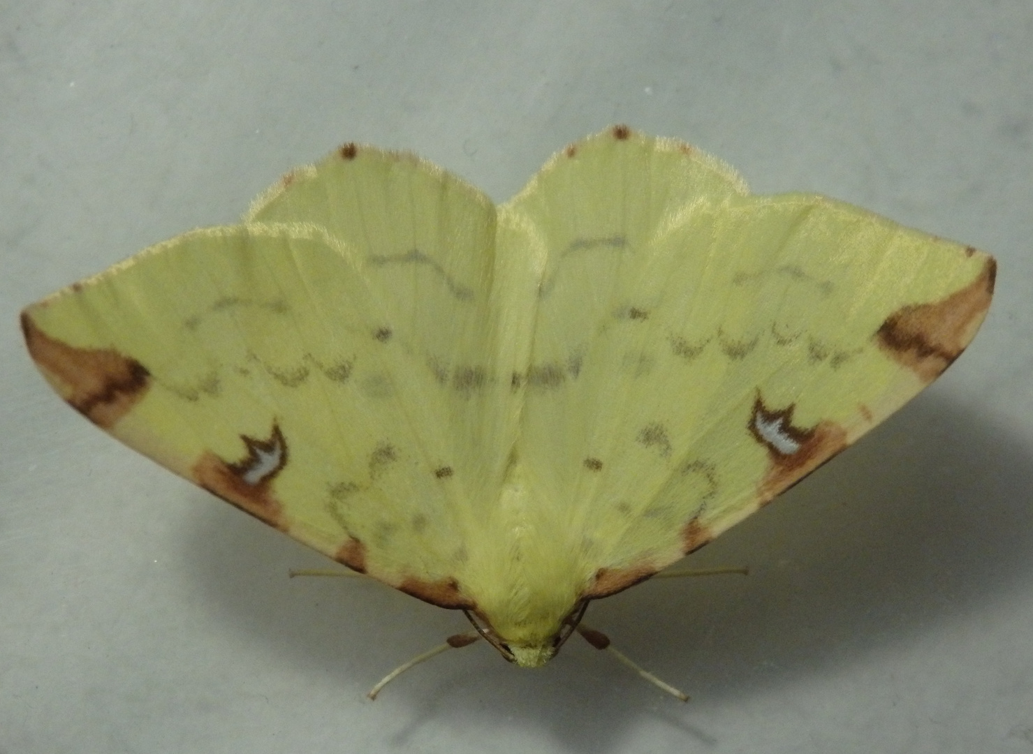 Gelbspanner (Opisthograptis luteolata)