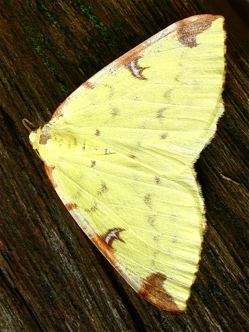 Gelbspanner (Opisthograptis luteolata) - Hilden, 27.8.2011