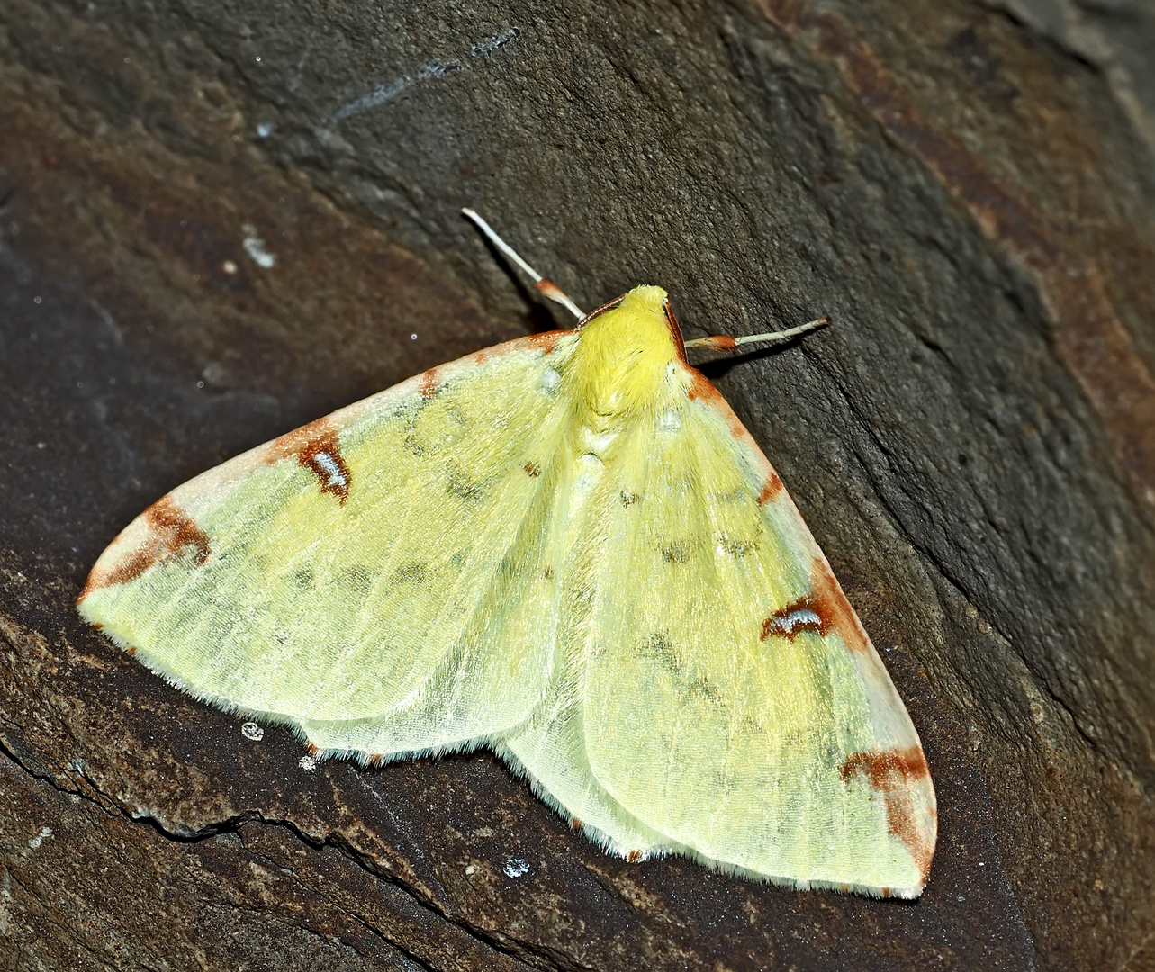 Gelbspanner (Opisthograptis luteolata) - La Citronnelle rouillée (Opisthograptis luteolata)! 