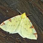 Gelbspanner (Opisthograptis luteolata) - La Citronnelle rouillée (Opisthograptis luteolata)! 