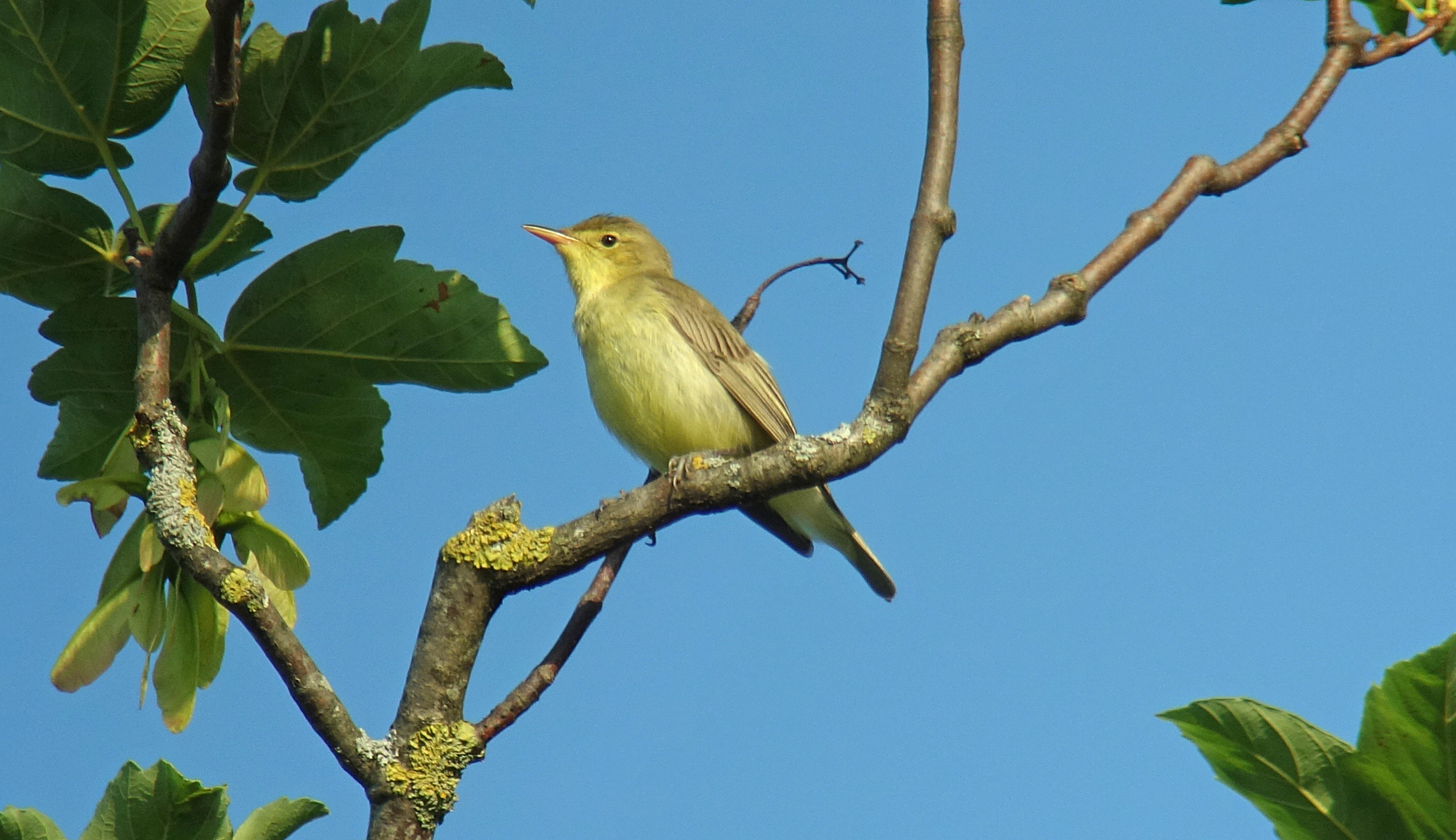 Gelbspötter, Kaltbrunner Riet, Juni,Digiscoping